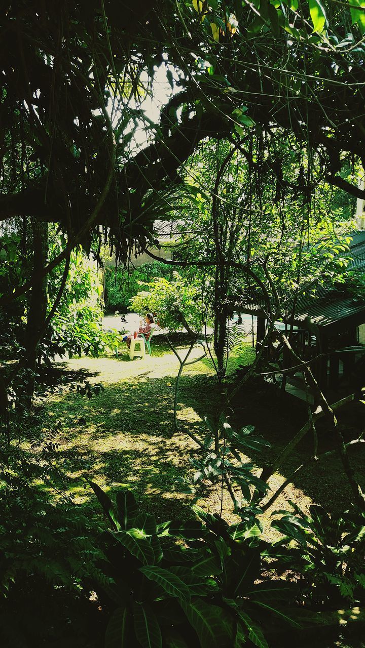 TREES GROWING IN YARD