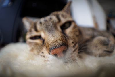 Close-up of cat sleeping