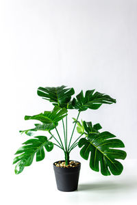 Monstera flower in a black pot on a white background.