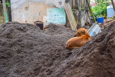 View of a cat sleeping