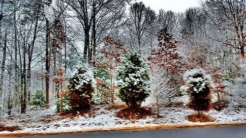 Bare trees on roadside