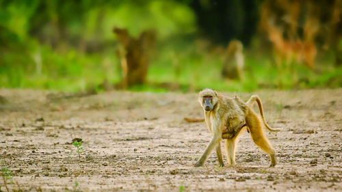 Baboon with infant on field