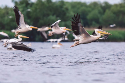 Pelicans flying over water.