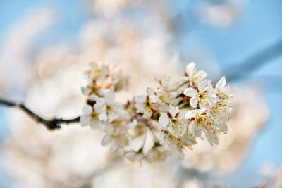 Close-up of white cherry blossom tree