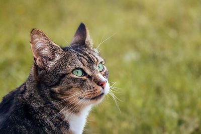 Close-up of a cat looking away