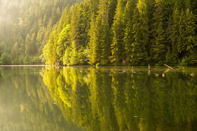 Scenic view of lake in forest