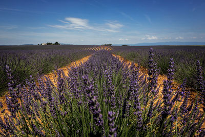 Scenic view of lavender field against sky