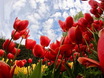 Close-up of red tulips on field against sky