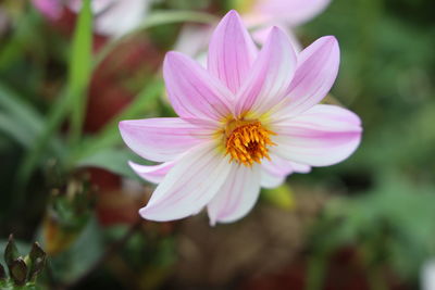 Close-up of pink flower