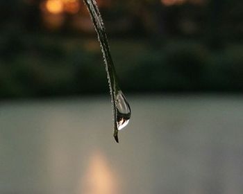 Close-up of plant against blurred background