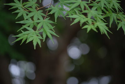 Close-up of leaves on tree