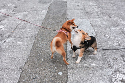 High angle view of dog on road