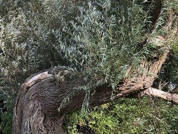 High angle view of driftwood on field in forest