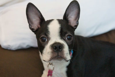 Close-up portrait of dog