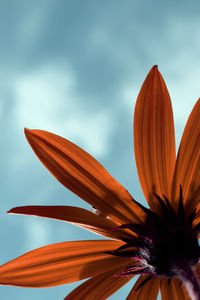 Close-up of orange flower plant against sky