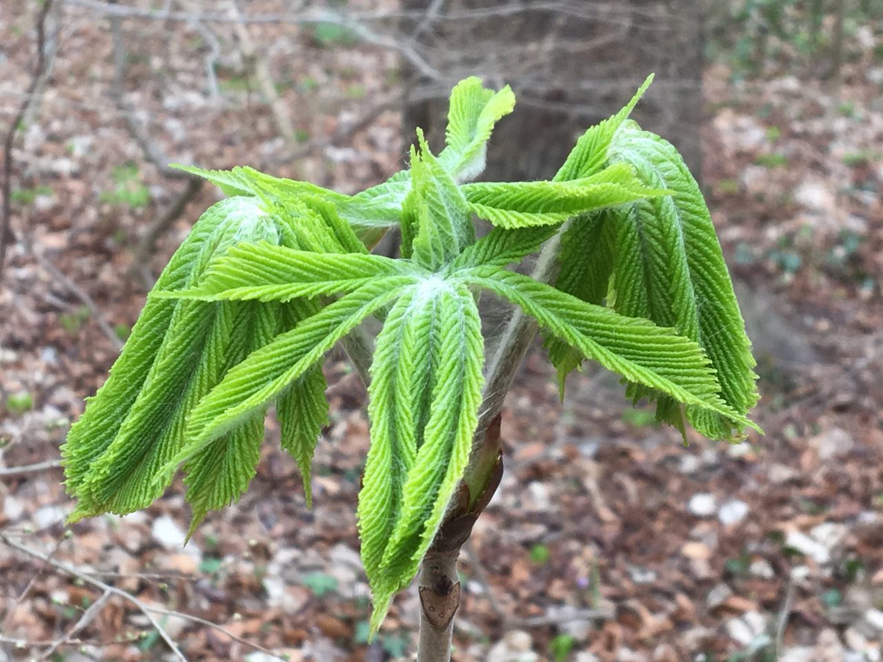 CLOSE-UP OF GREEN PLANT