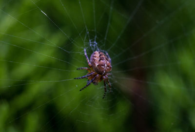 Close-up of spider on web