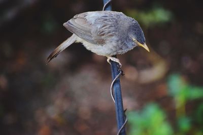 Close-up of a bird flying