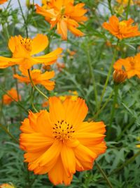 Close-up of yellow flowering plant on field