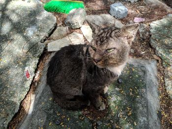 High angle view of cat sitting on tree trunk
