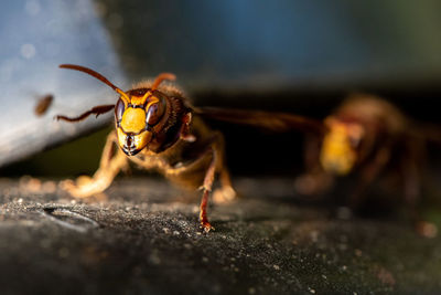 Close-up of insect