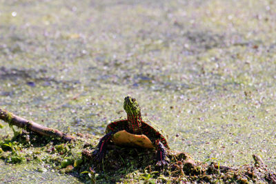 Close-up of lizard on rock