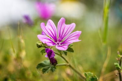 Close-up of flower blooming outdoors