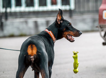 Dog looking away