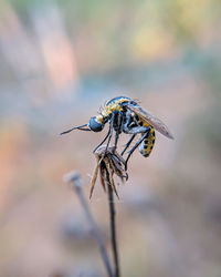 Close-up of fly on plant