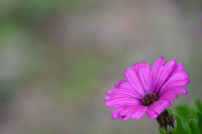 Close-up of pink cosmos flower