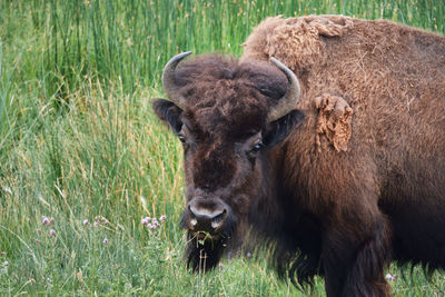 View of a bison grazing in a field