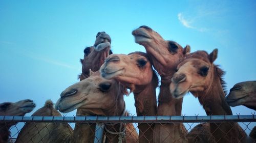 Low angle view of horses against sky