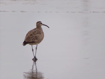 Bird perching on a lake