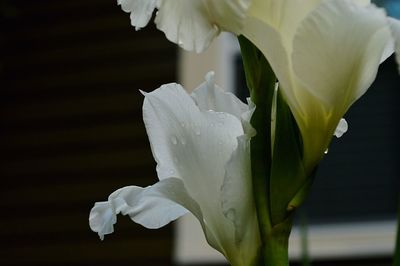 Close-up of wet white flowering plant