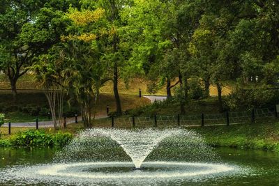Trees in park