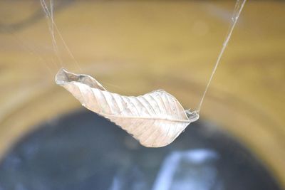 Close-up of insect on leaf