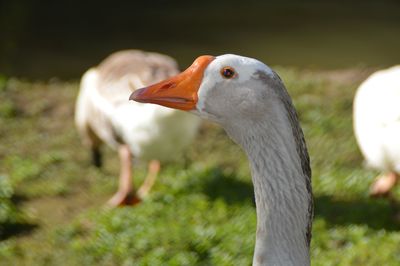 Close-up of a bird