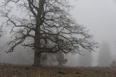 Bare tree on field against sky