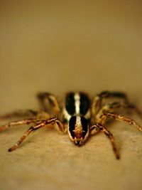Close-up of spider on table