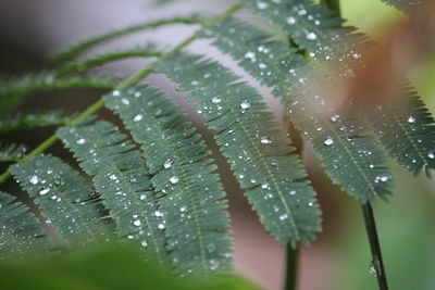 Close-up of raindrops on leaves