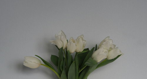 Close-up of white roses in vase on table