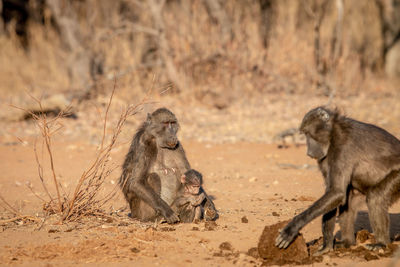 Monkeys sitting on a field