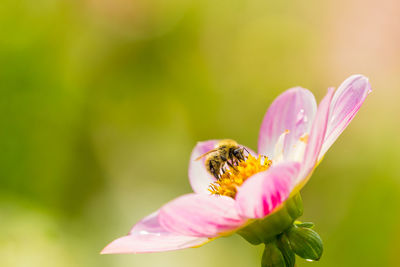 Close-up of bee pollinating on pink flower