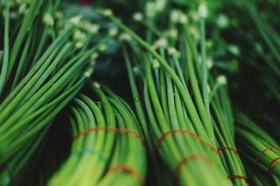 Close-up of green leaves