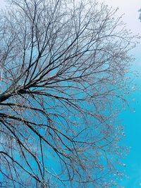 Low angle view of bare tree against blue sky