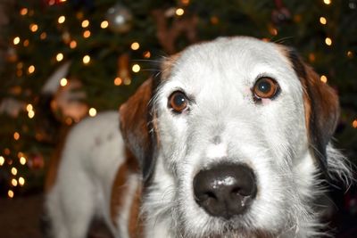 Close-up portrait of dog