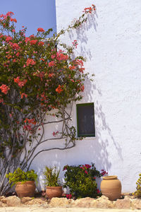 Potted plants outside house