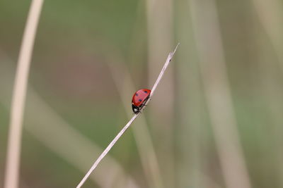 Close-up of ladybug on plant