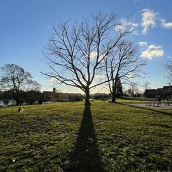 Bare tree on field against sky