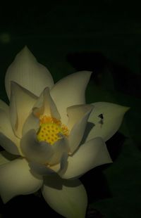 Close-up of yellow flowers at night